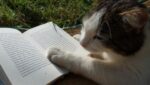 Here's an alt tag for the image: Cat intently reading a book outdoors.