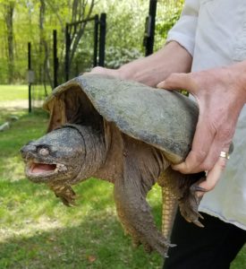 Here's an alt tag for the image: Snapping turtle held gently by a person.
